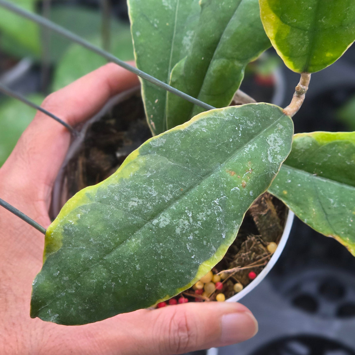 Hoya peninsularis 'Teddy Bear' albomarginata