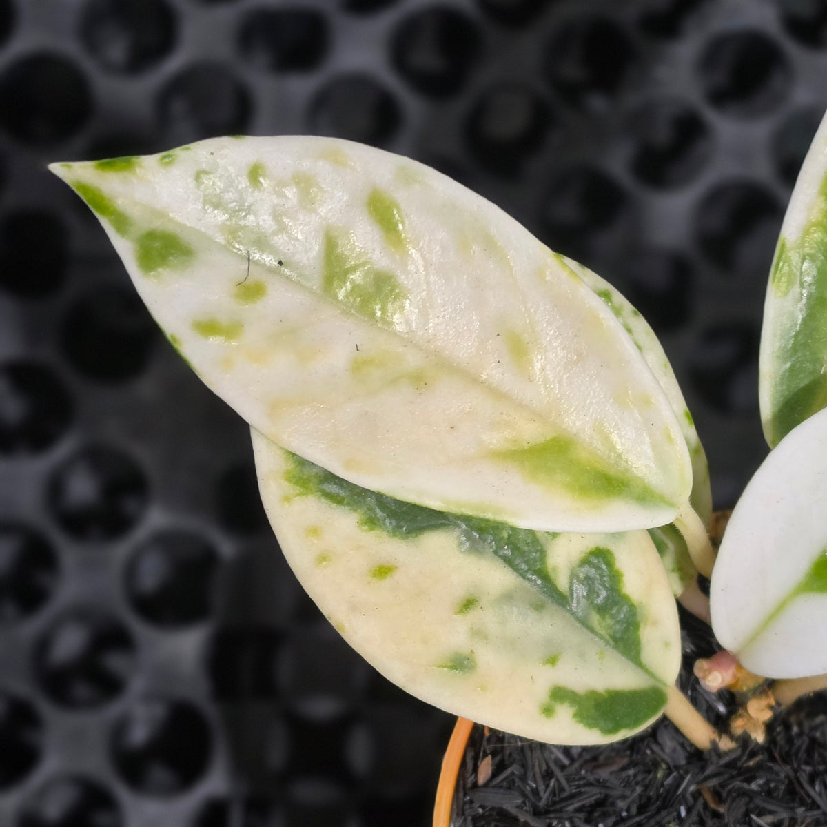 Hoya carnosa 'Madara Snow Angel'