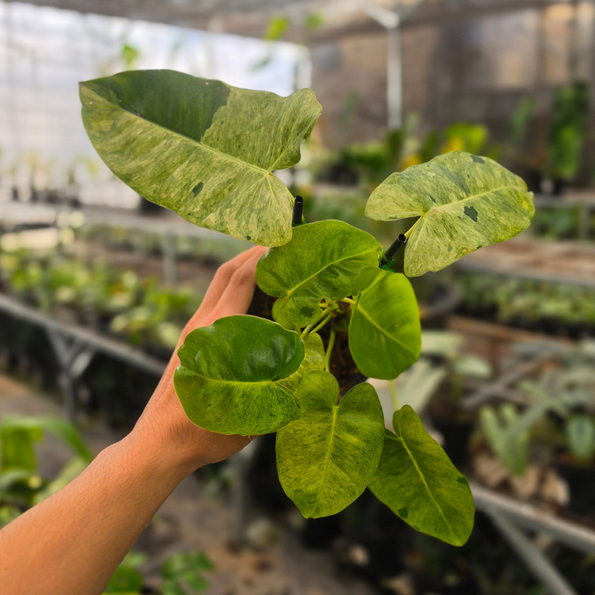 Philodendron burle marx mint variegated