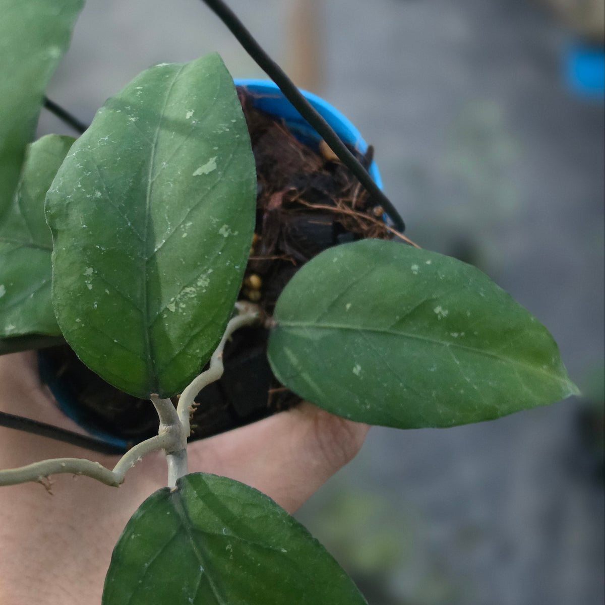 Hoya sp aceh dragon altar