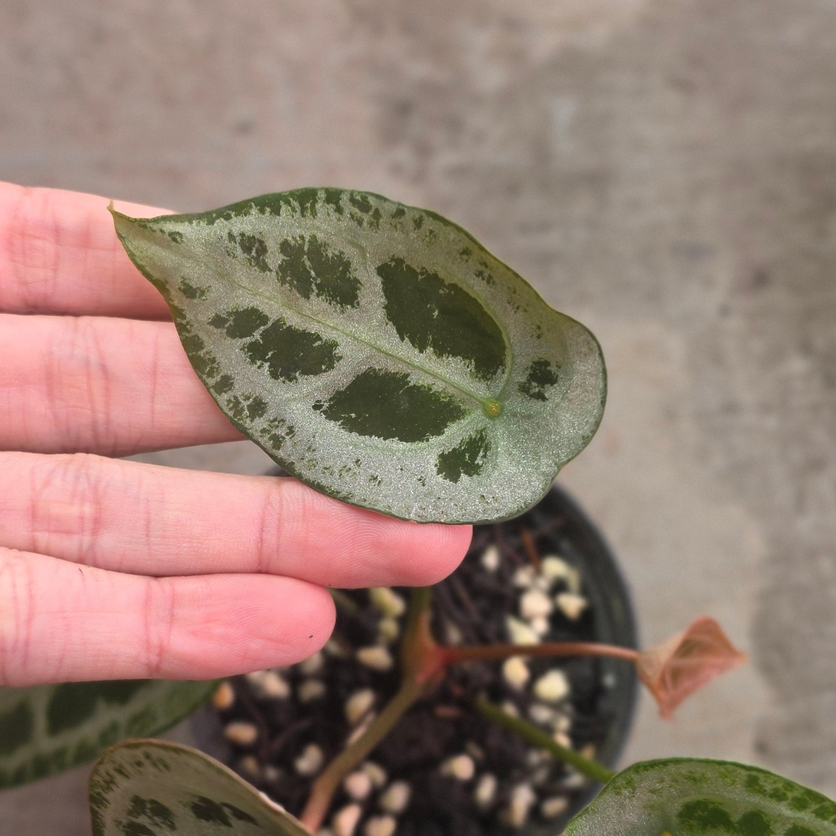 Anthurium red diamond shield