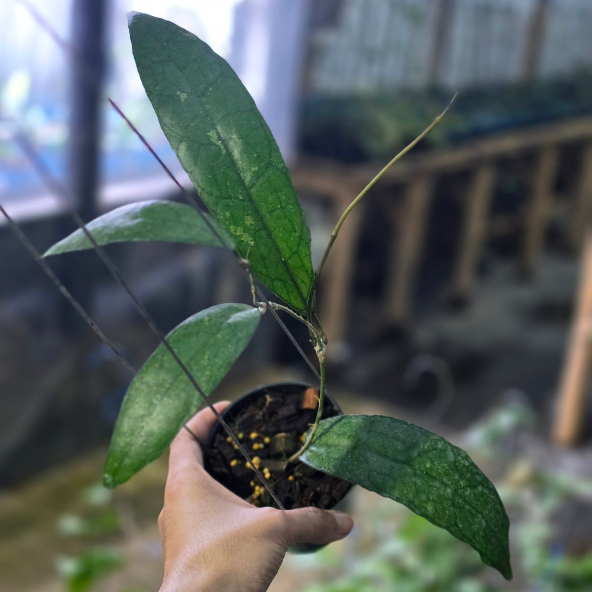 Hoya clemensiorum python