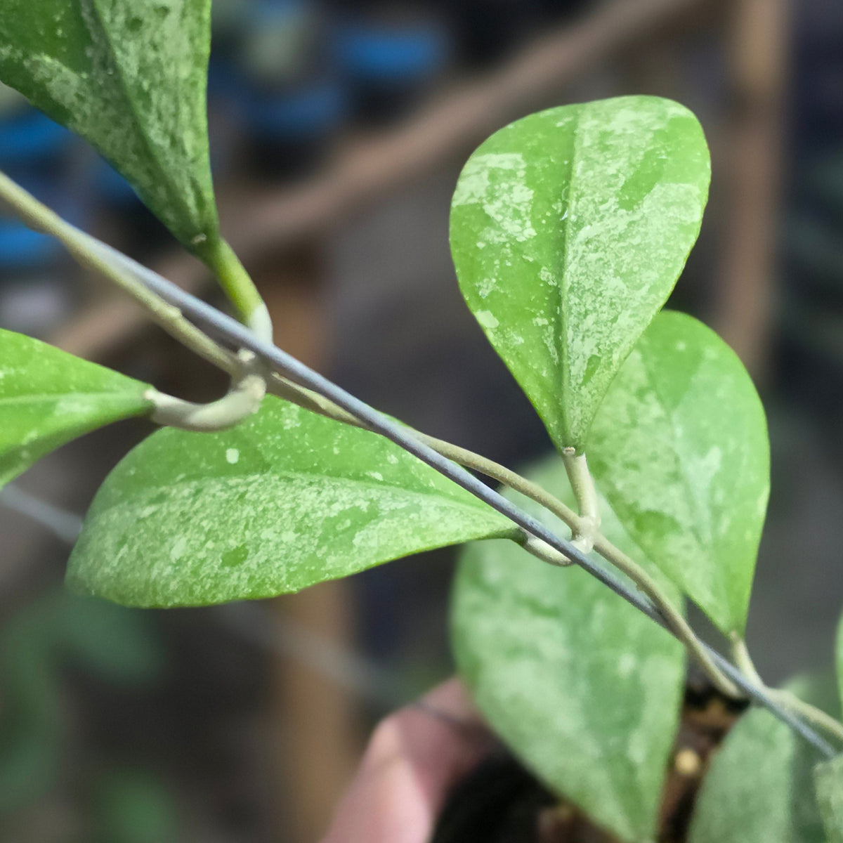 Hoya rintzii 'Silver Ant'