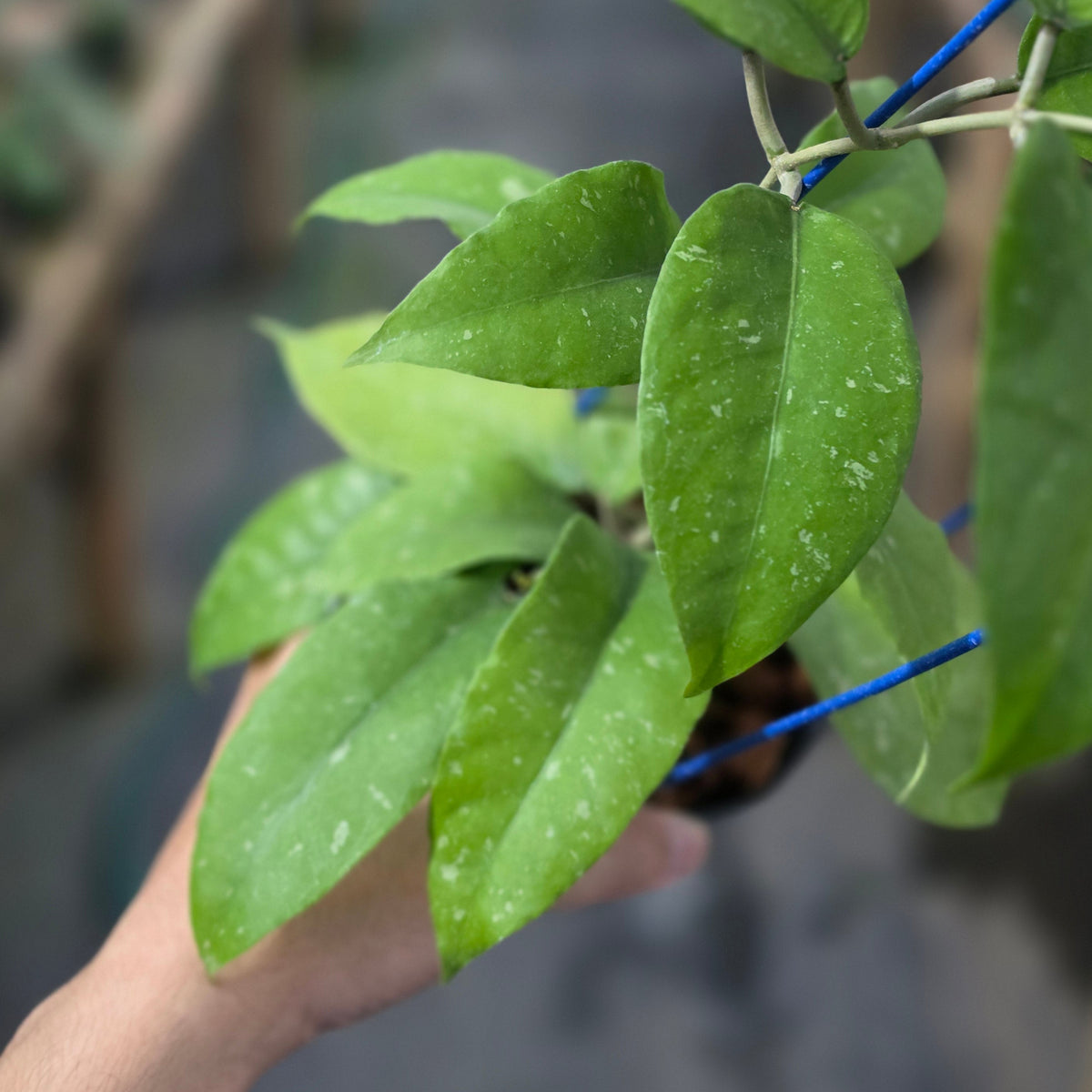 Hoya sp aceh ozzy