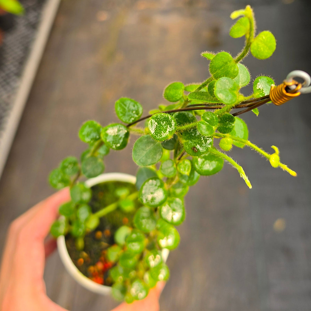 Hoya sp. Mamasa (Papua Hoya)