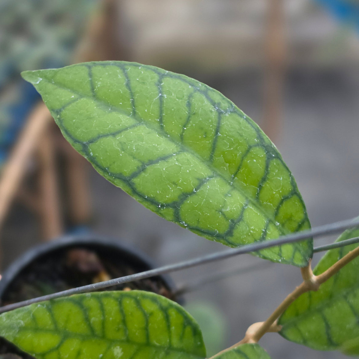 Hoya callistophylla chiquita