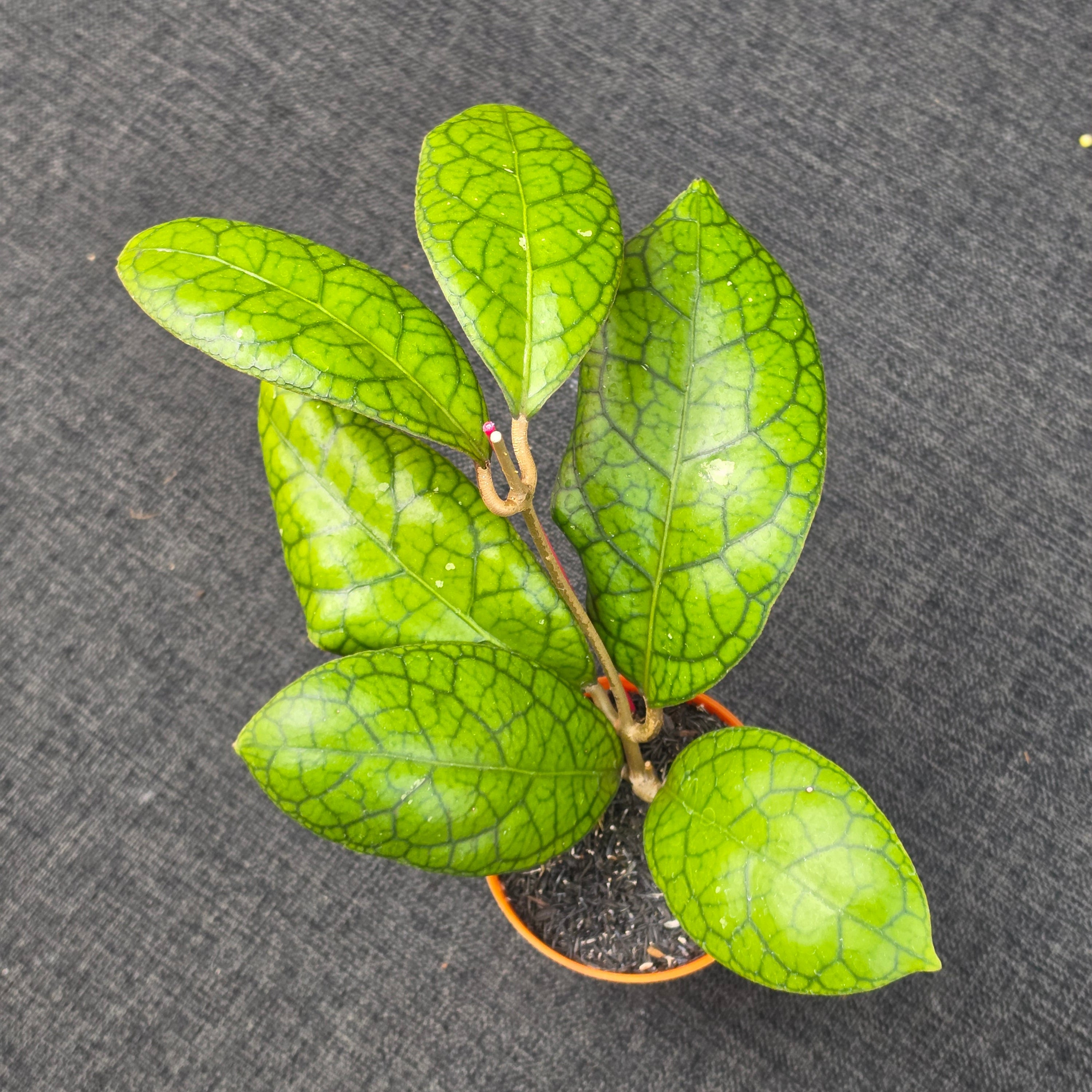 Hoya callistophylla × 'Tanggamus'