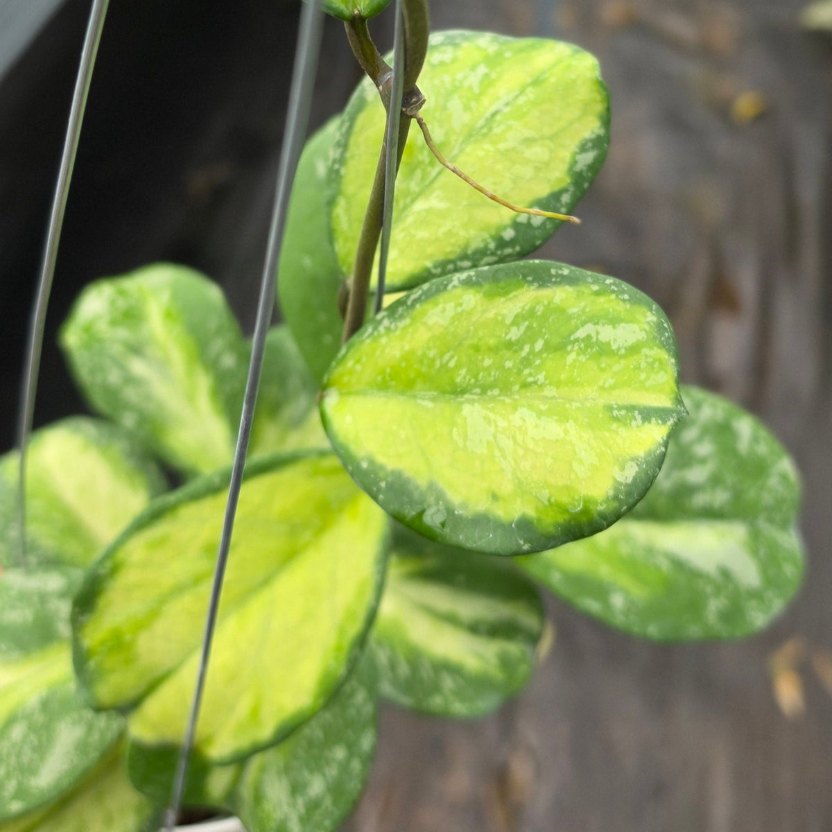 Hoya obovata ‘Variegated Splash’