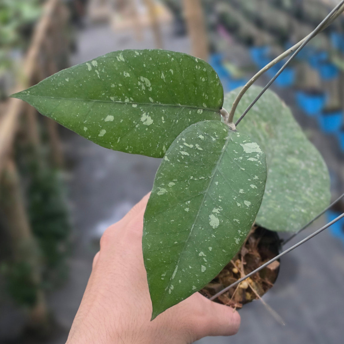 Hoya sp aceh 'riana'