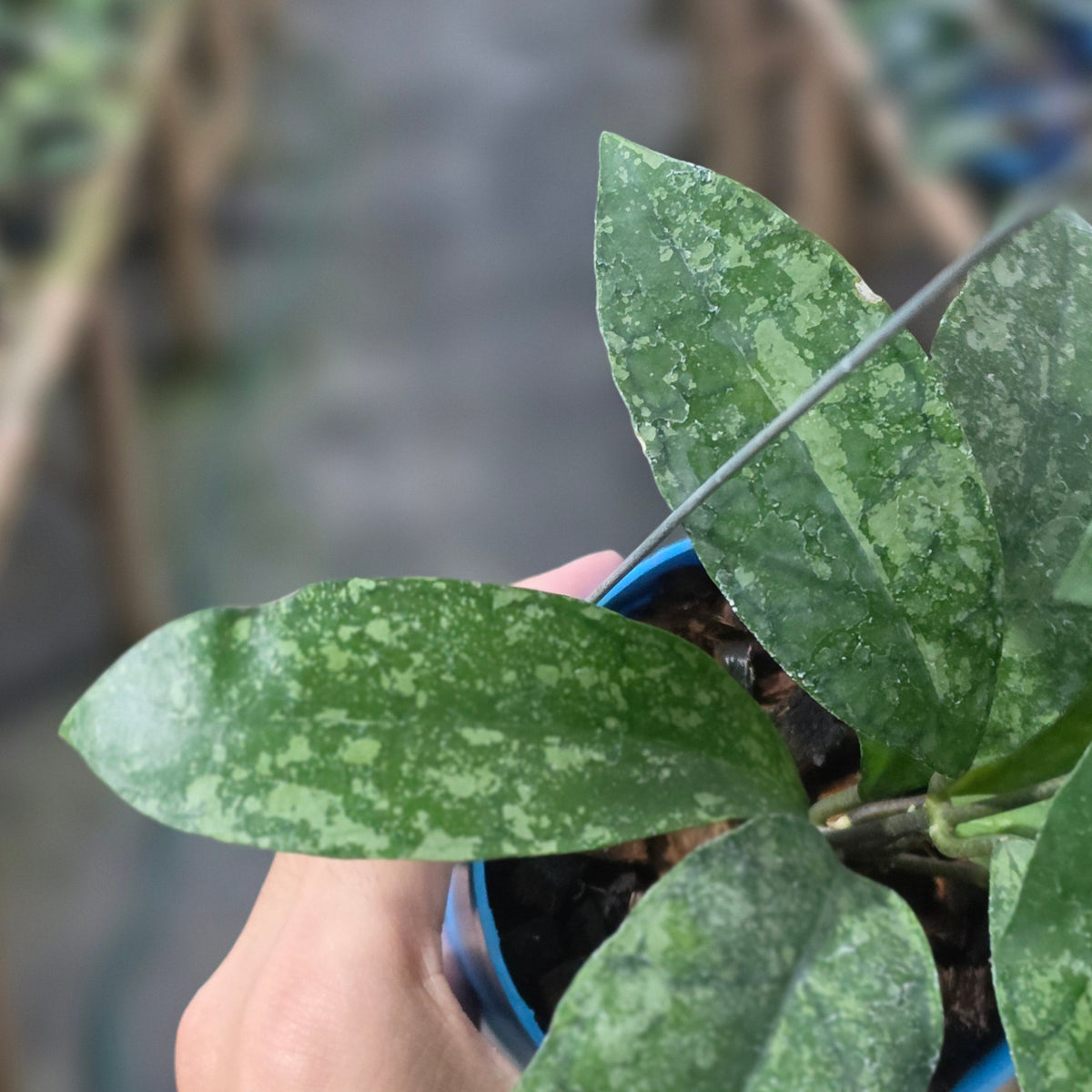 Hoya callistophylla x elliptica (Callistopica)