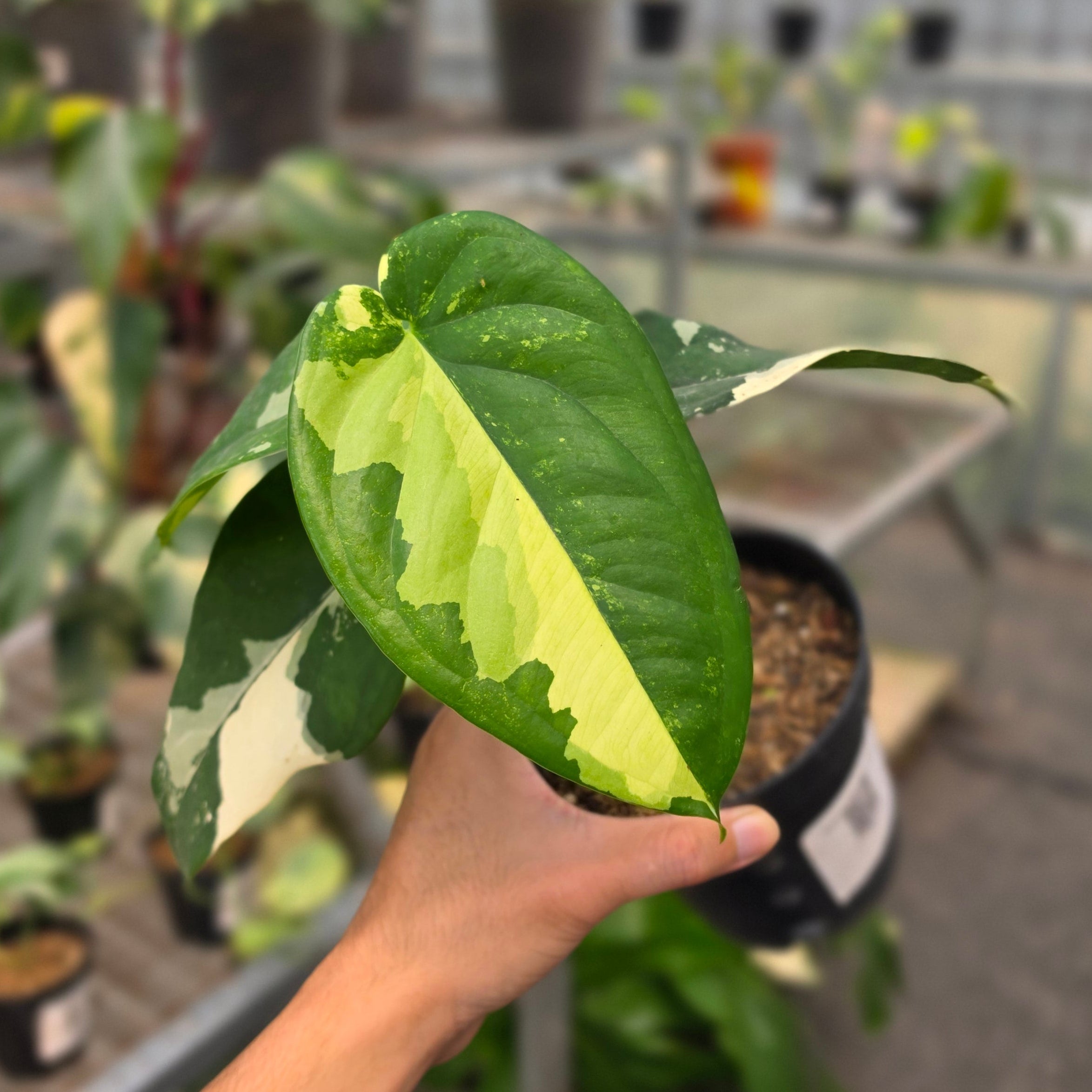RP Syngonium Chiapense variegated - AM11-08