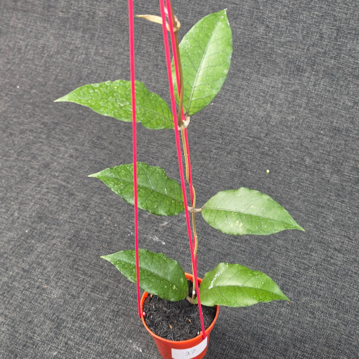 Hoya sp 'Aceh Dragon'