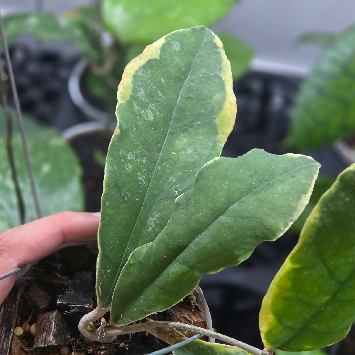 Hoya peninsularis 'Teddy Bear' albomarginata