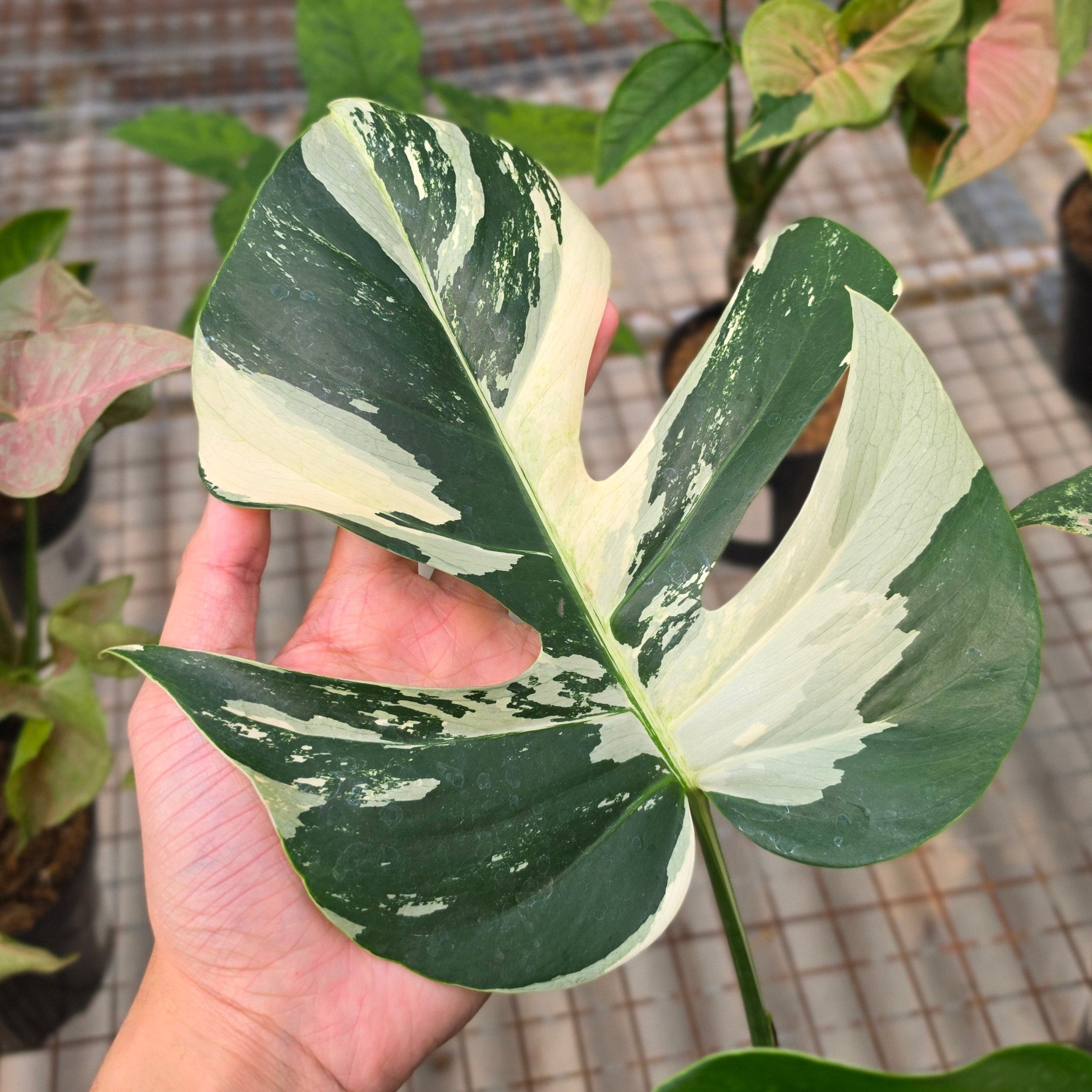 RP Monstera Jungle mint noid - AM02-08