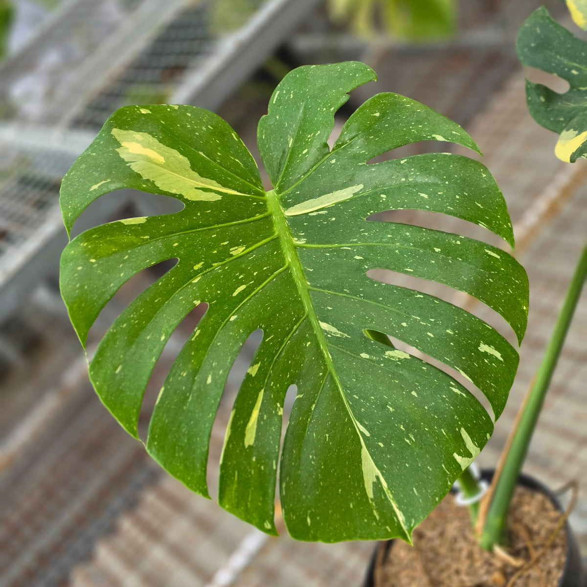 Monstera thai constellation - AM29-09