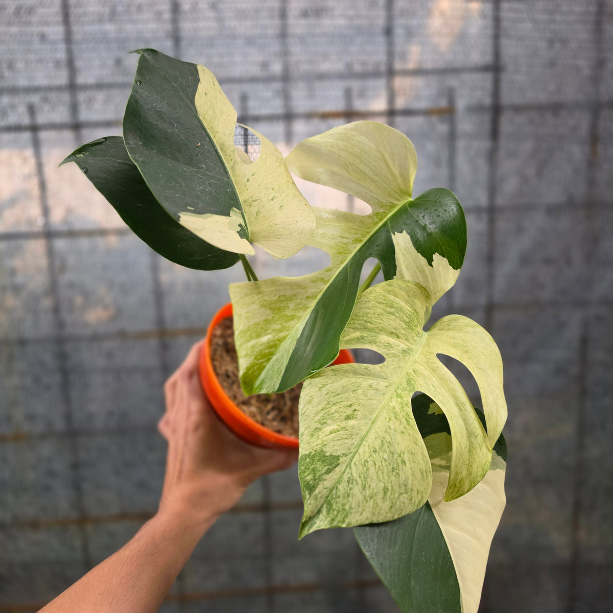 Monstera mint variegated