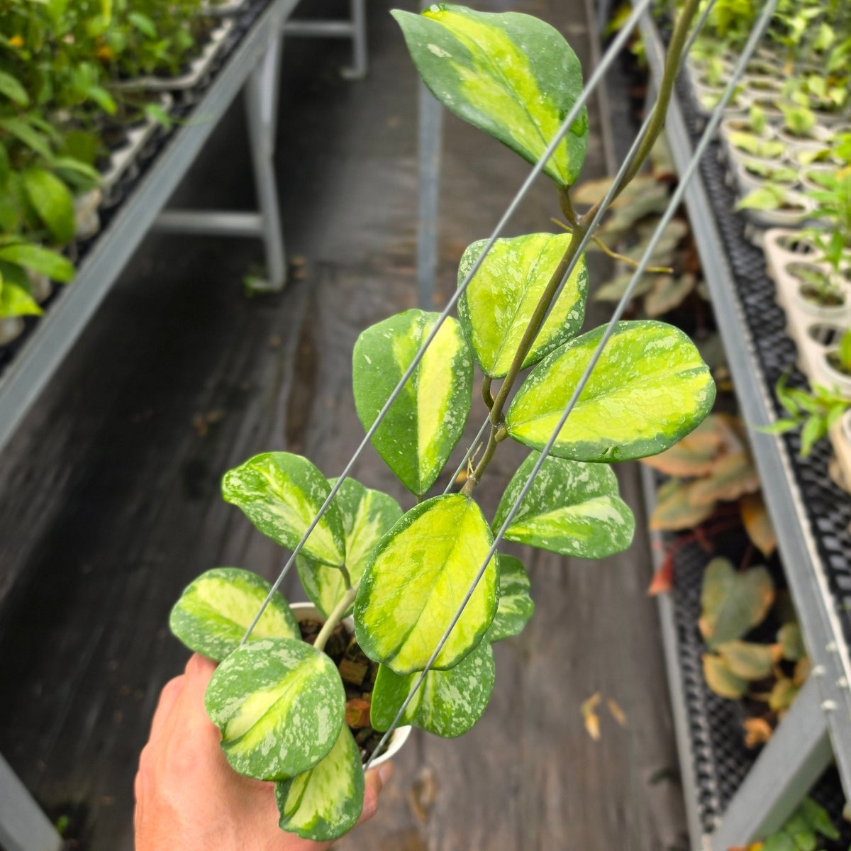 Hoya obovata ‘Variegated Splash’