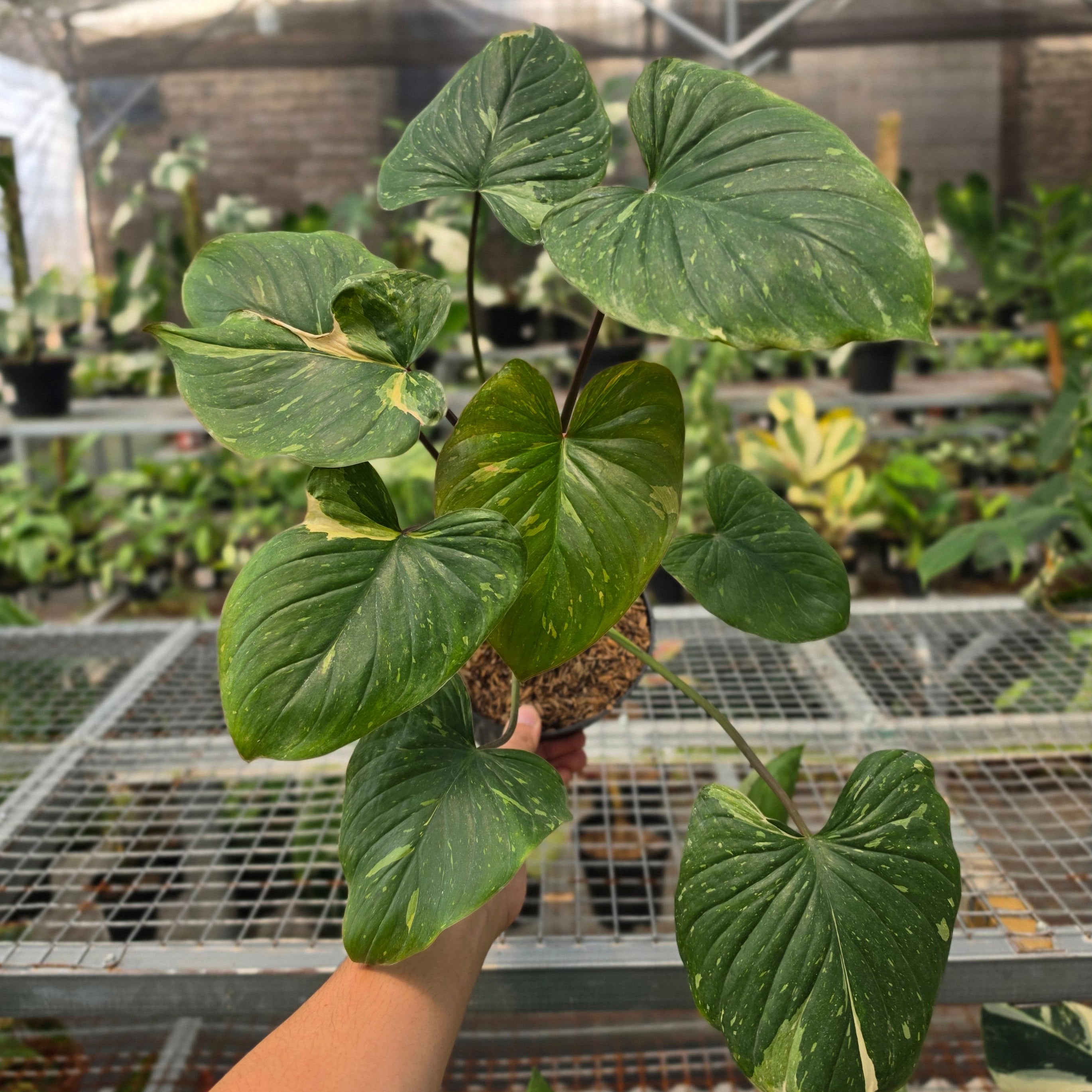 RP Homalomena Rubescens thai constellation - AM18-08