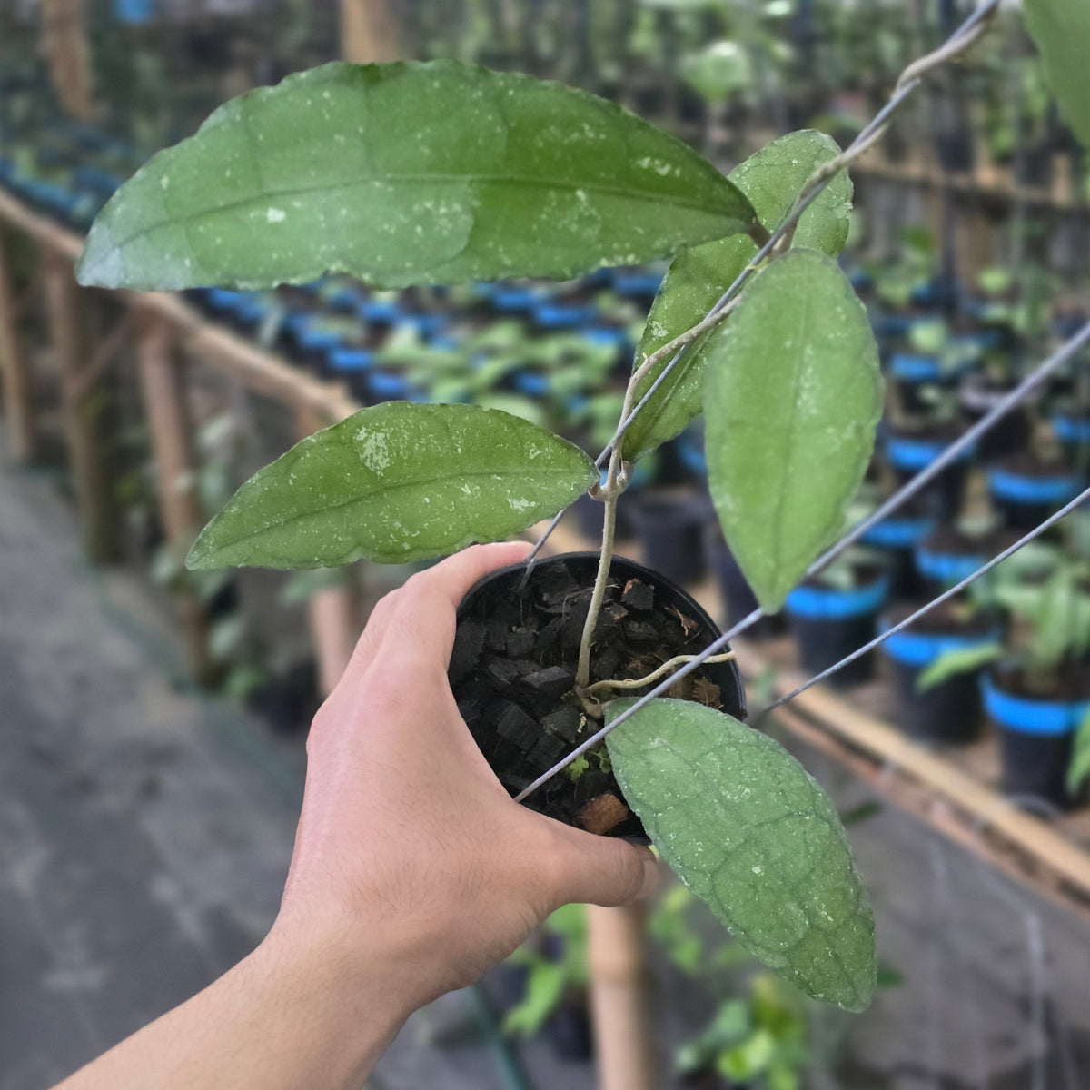 Hoya clemensiorum 'Veinless'