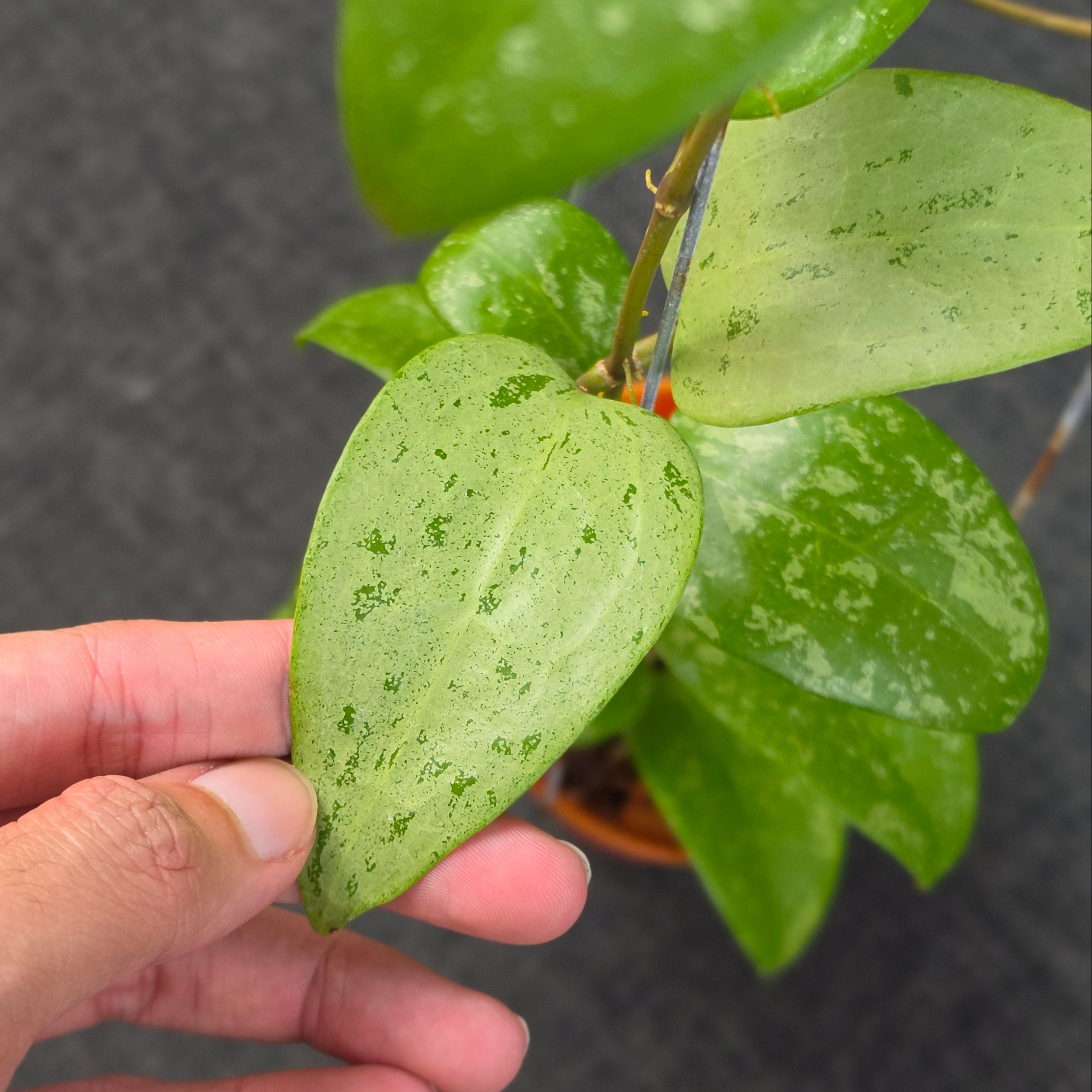 Hoya verticillata 'Purple Aurora'