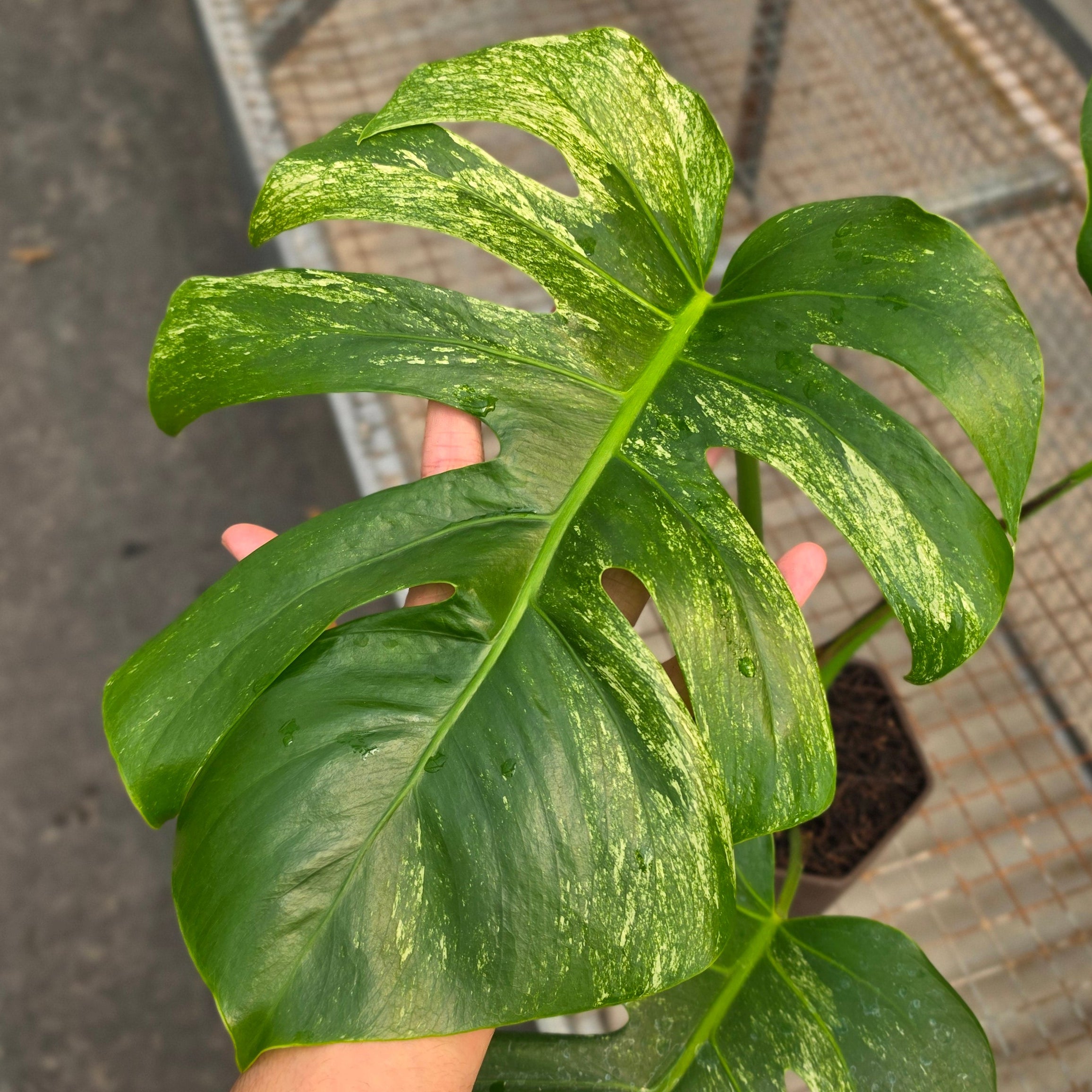 RP Monstera Java sports - AM04-08