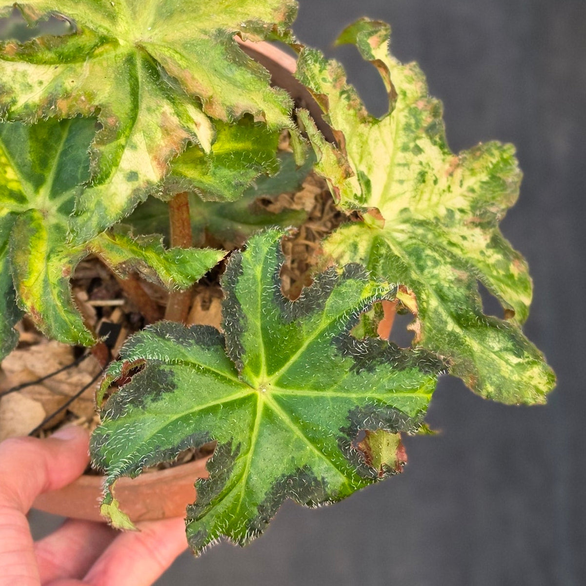 Begonia Rex Star Variegated
