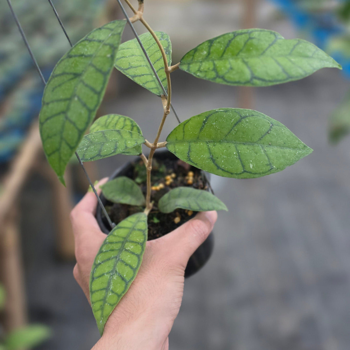 Hoya callistophylla chiquita