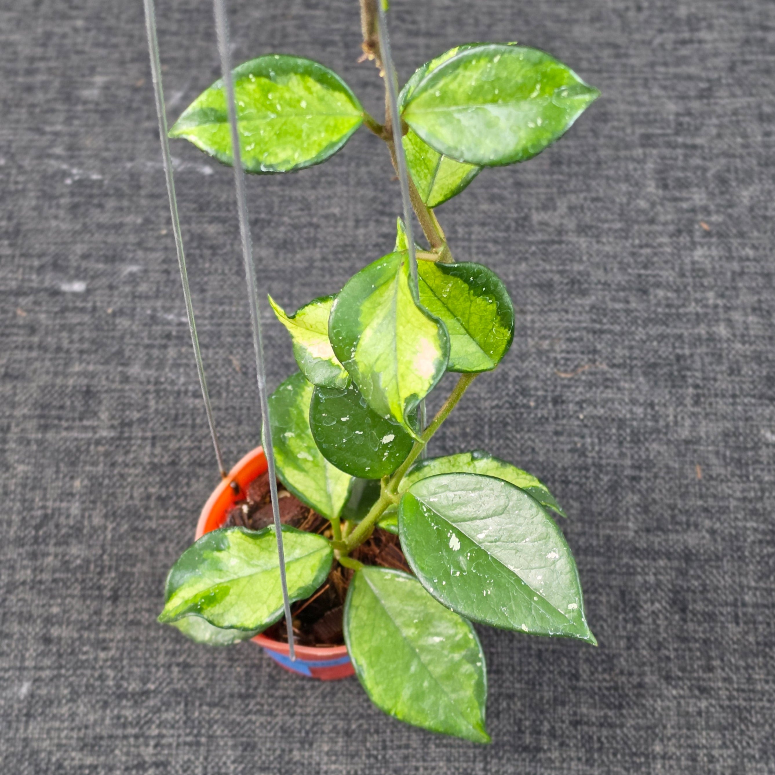 Hoya carnosa 'Freckles Variegata'