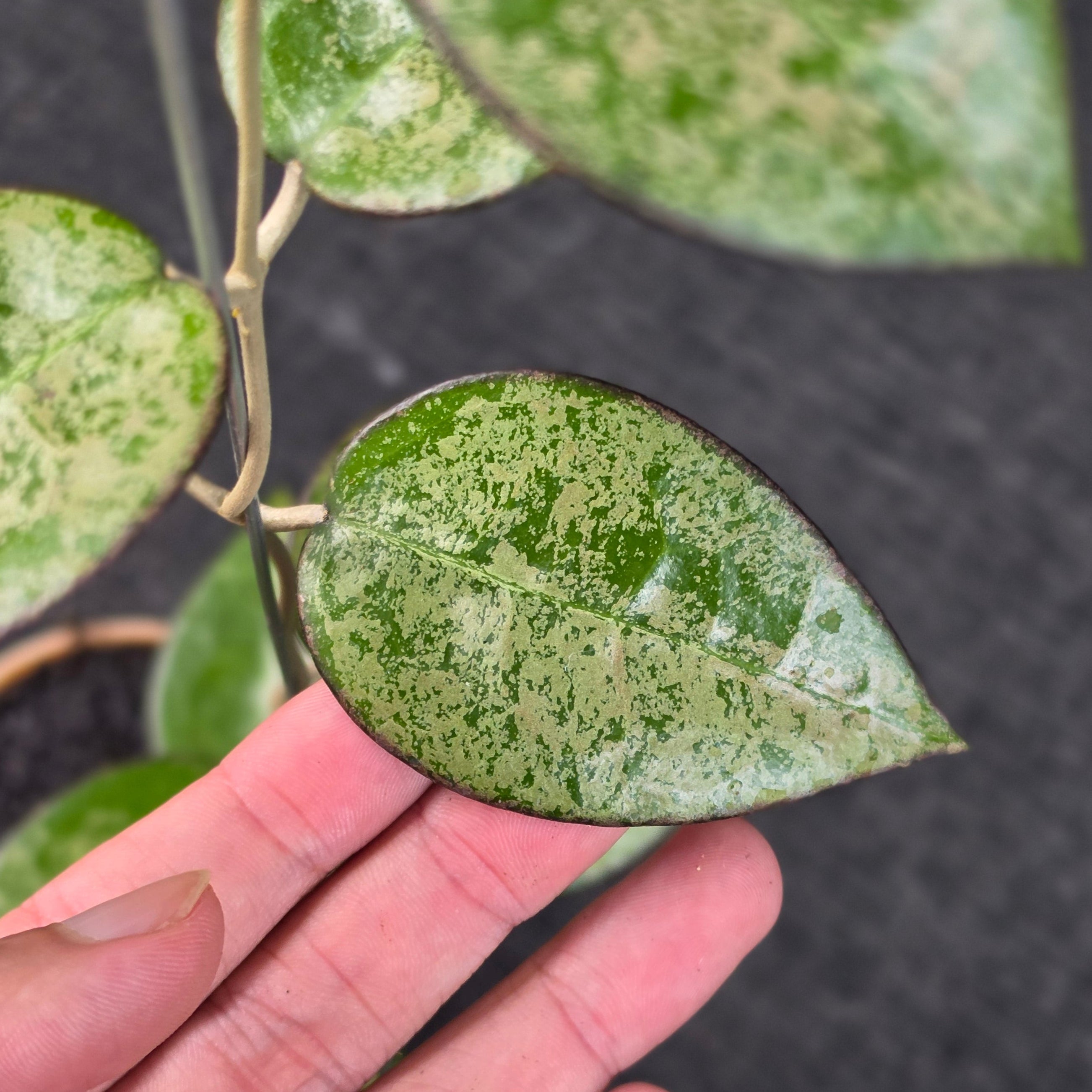 Hoya verticillata 'MA-07 High Splash'