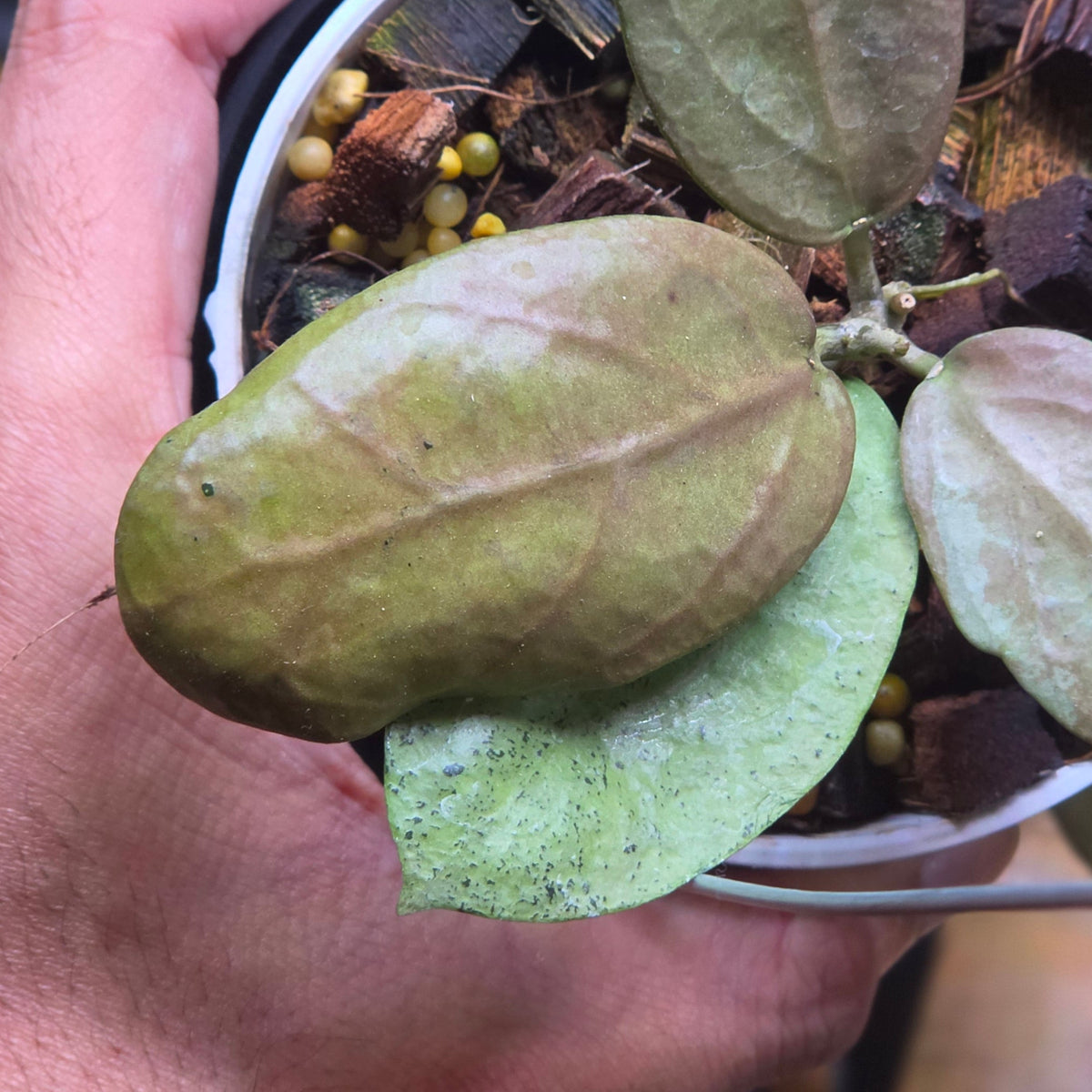 Hoya moon blush