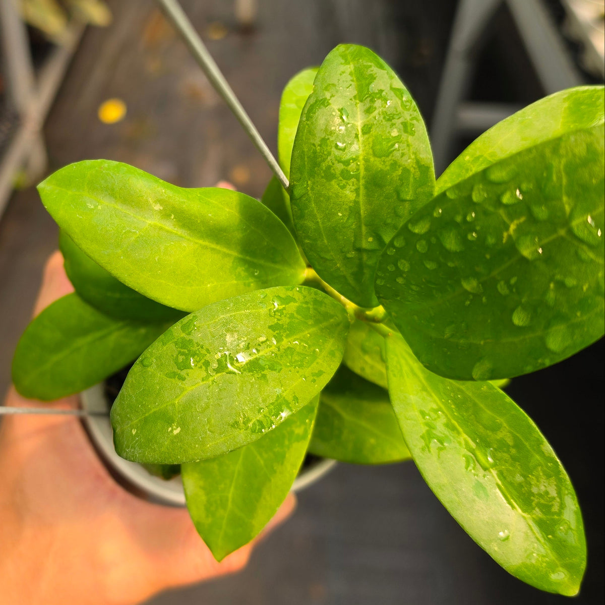 Hoya ICE-023 (Green) x Kerrii Vietnam