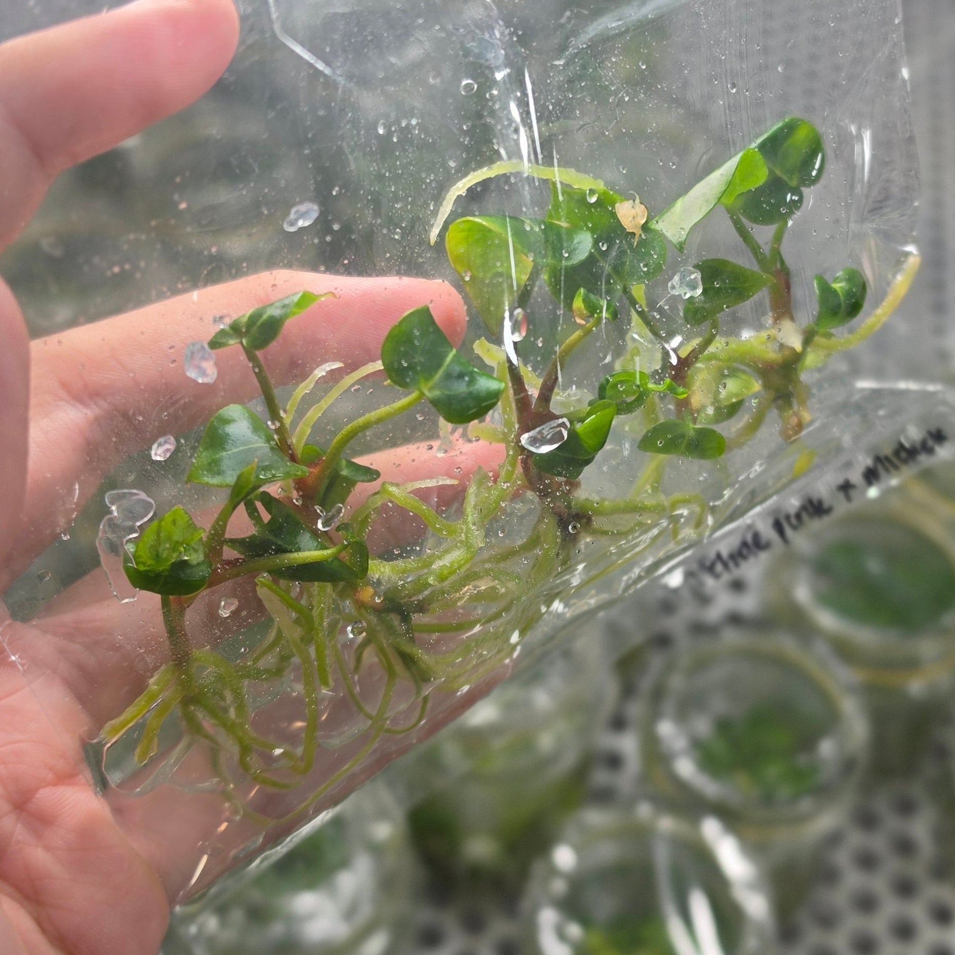 Anthurium michelle pink x michelle - Tissue culture