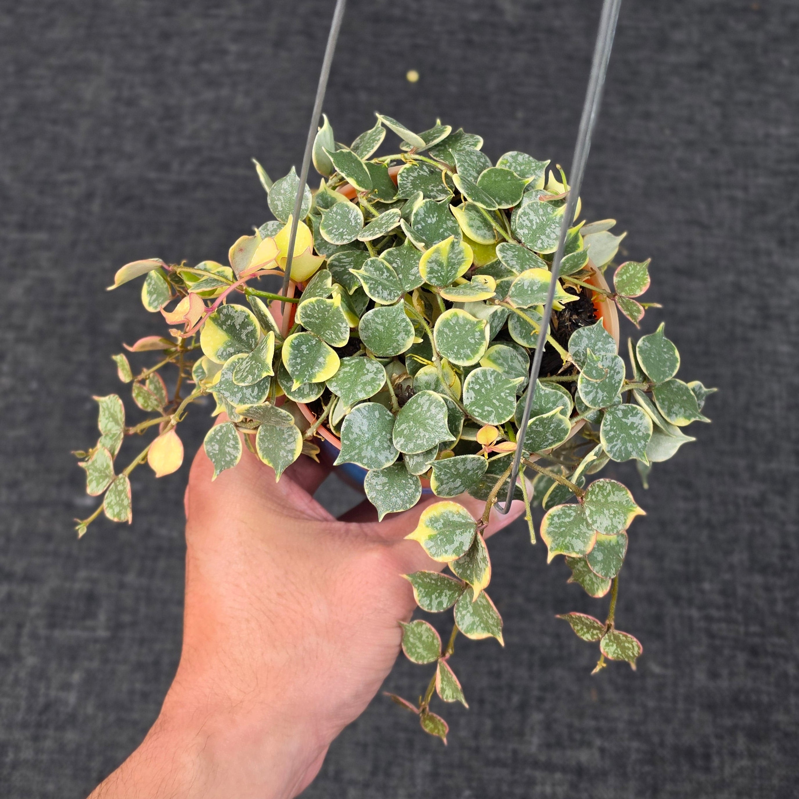 Hoya curtisii 'Albomarginata'