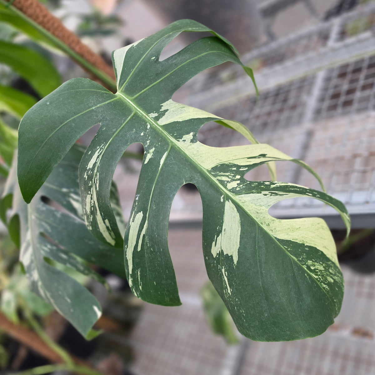 Monstera jungle mint noid - AM10-09