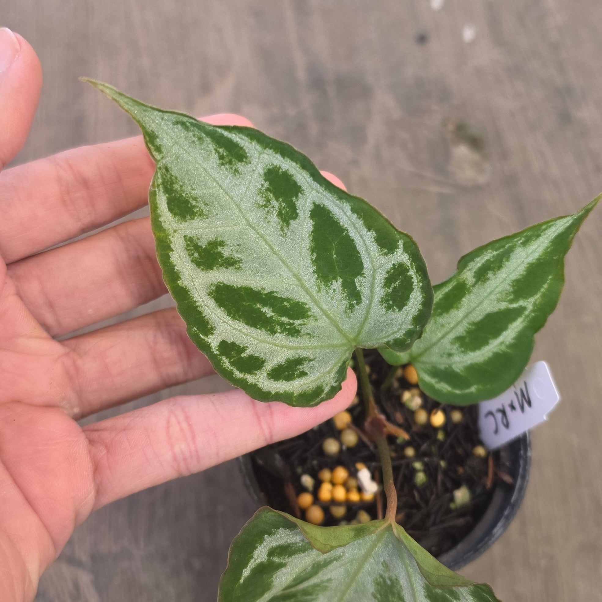 Anthurium muchlis x red crystallinum