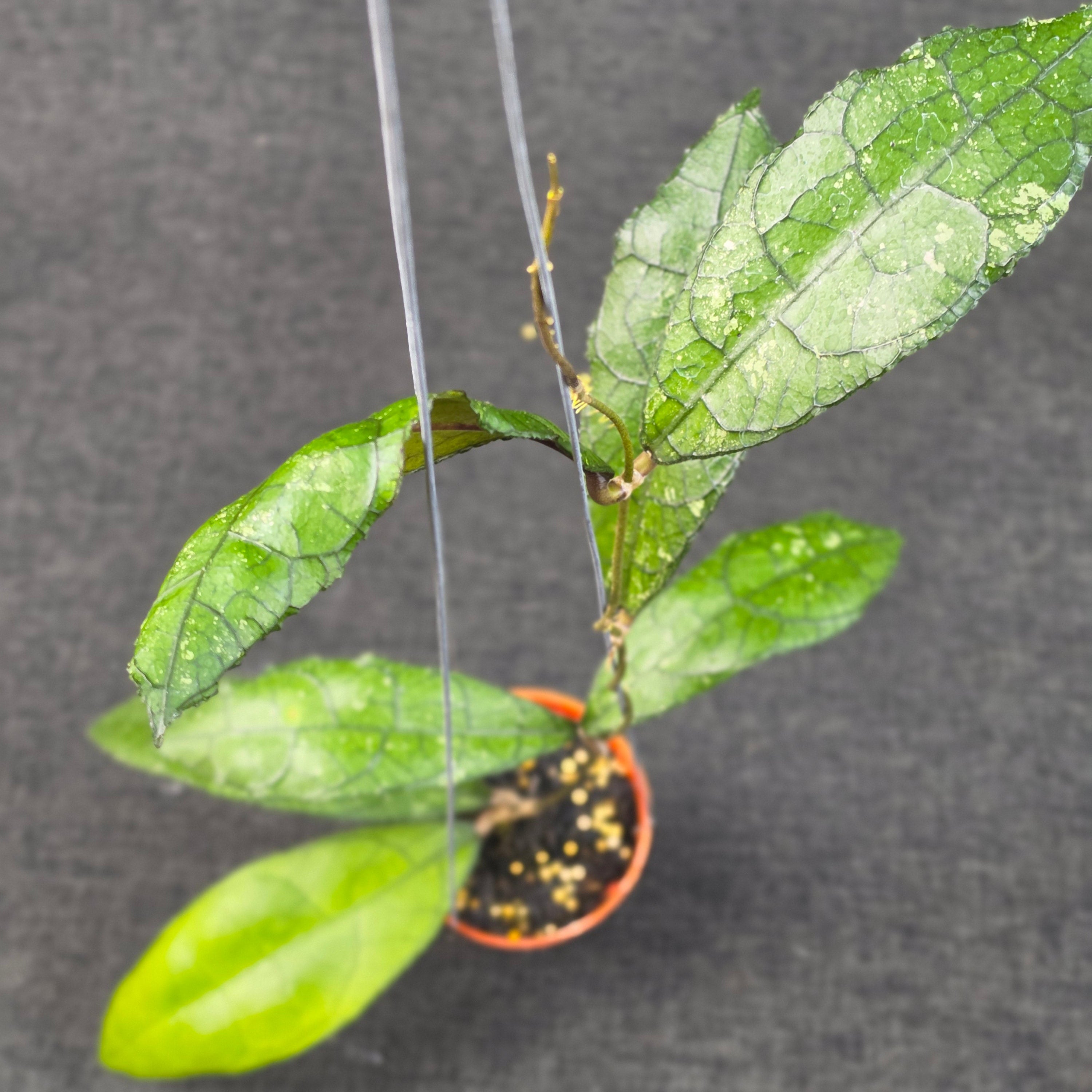 Hoya clemensiorum purba