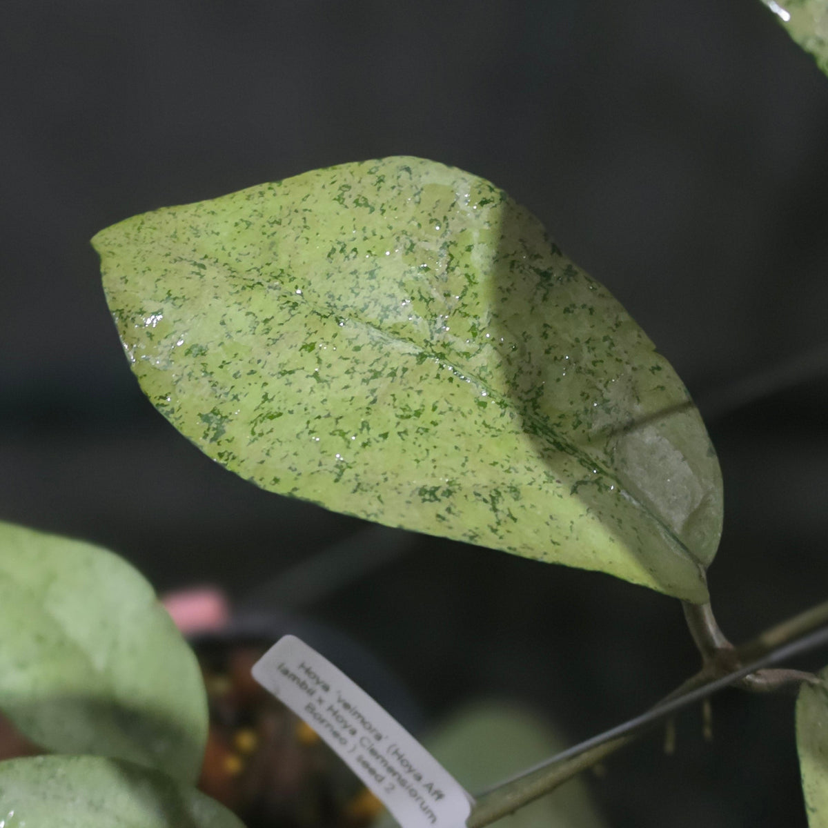 Hoya Velmora