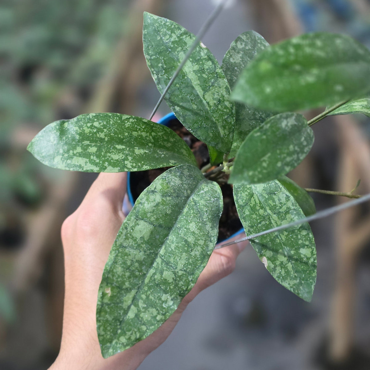 Hoya callistophylla x elliptica (Callistopica)