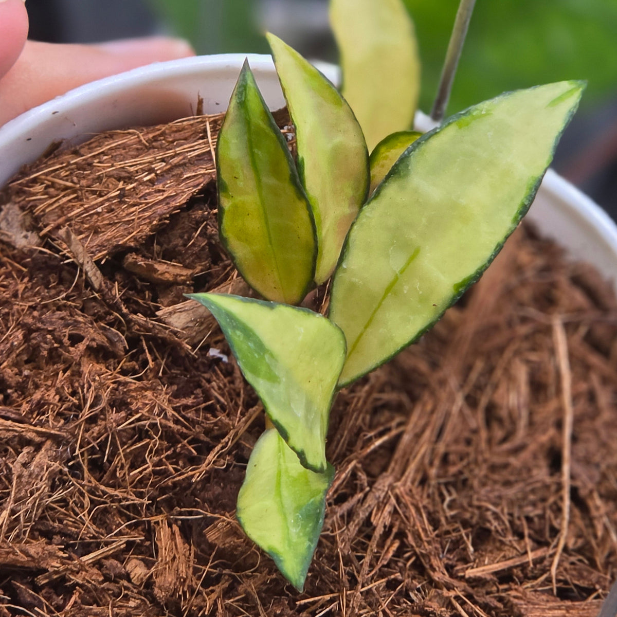 Hoya lacunosa 'Souma' splash variegated