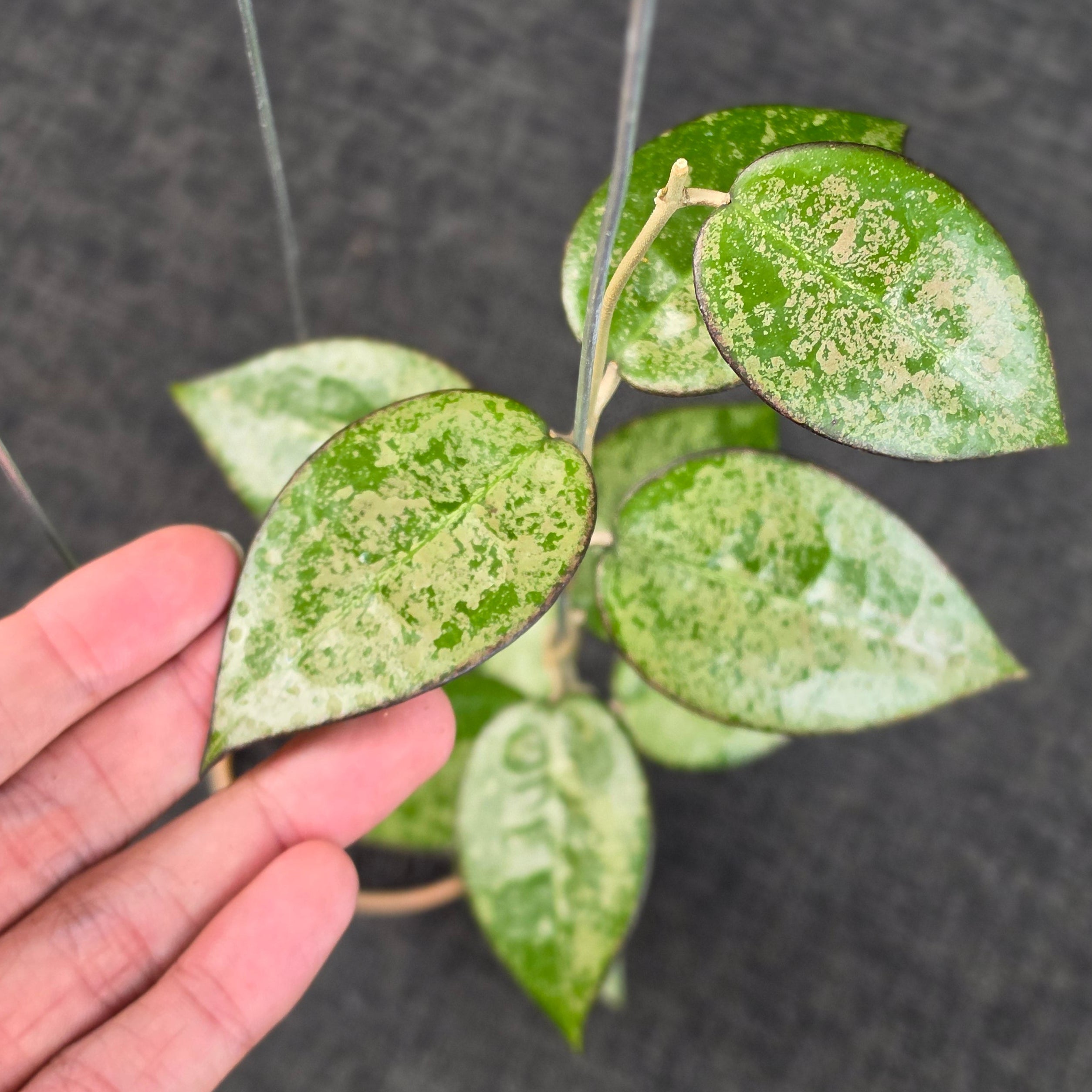 Hoya verticillata 'MA-07 High Splash'