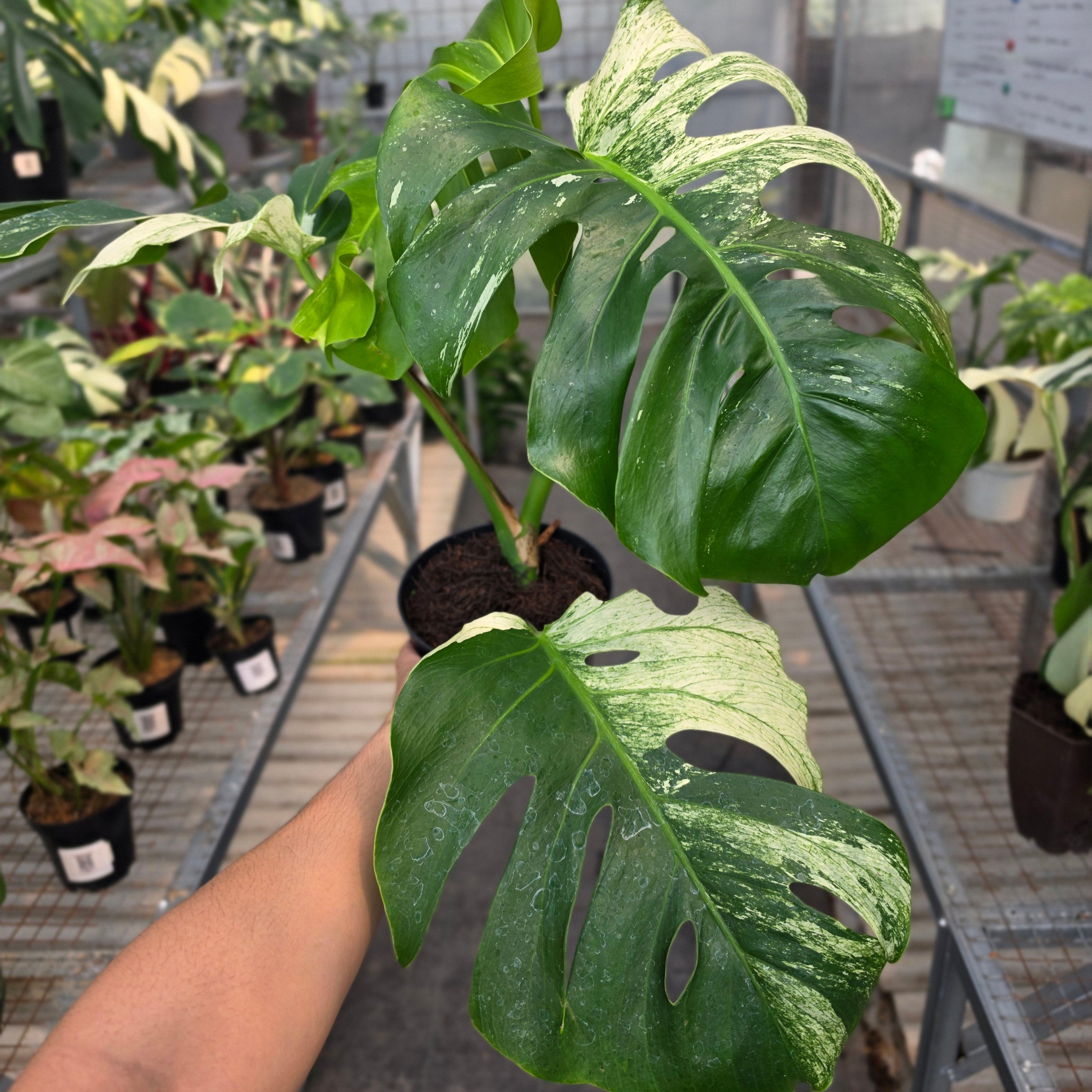 RP Monstera Java sports - AM03-08