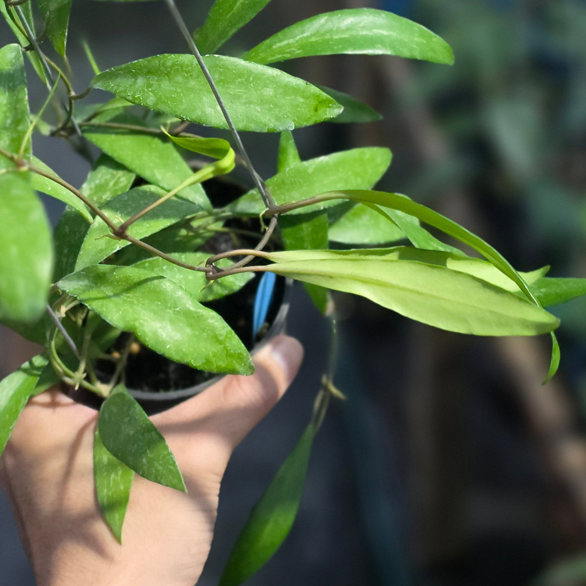 Hoya nima