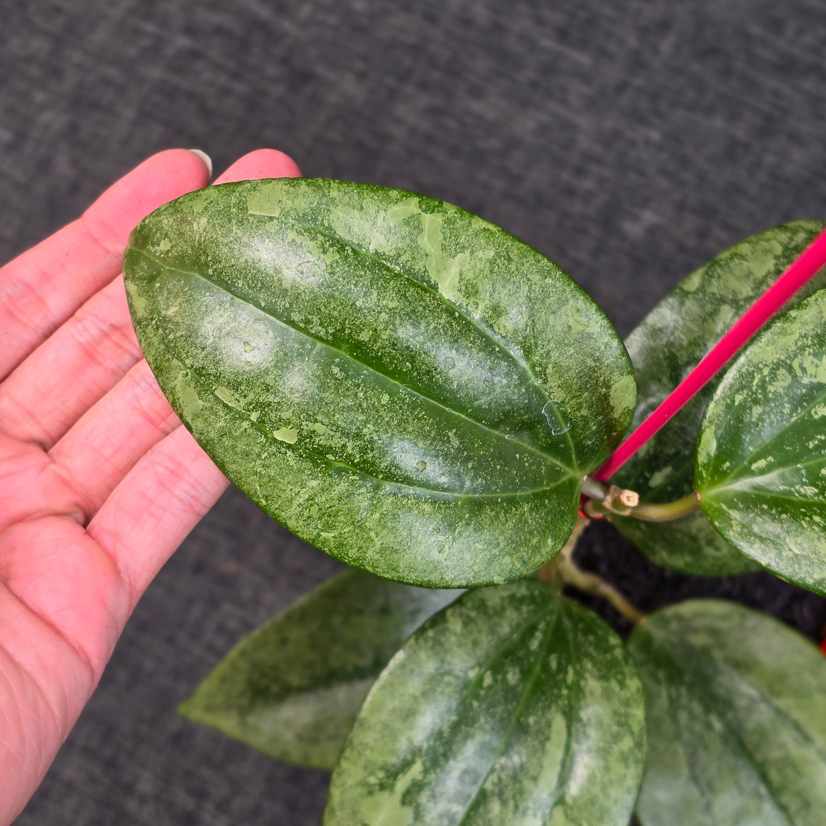 Hoya latifolia 'Rimba Perak'