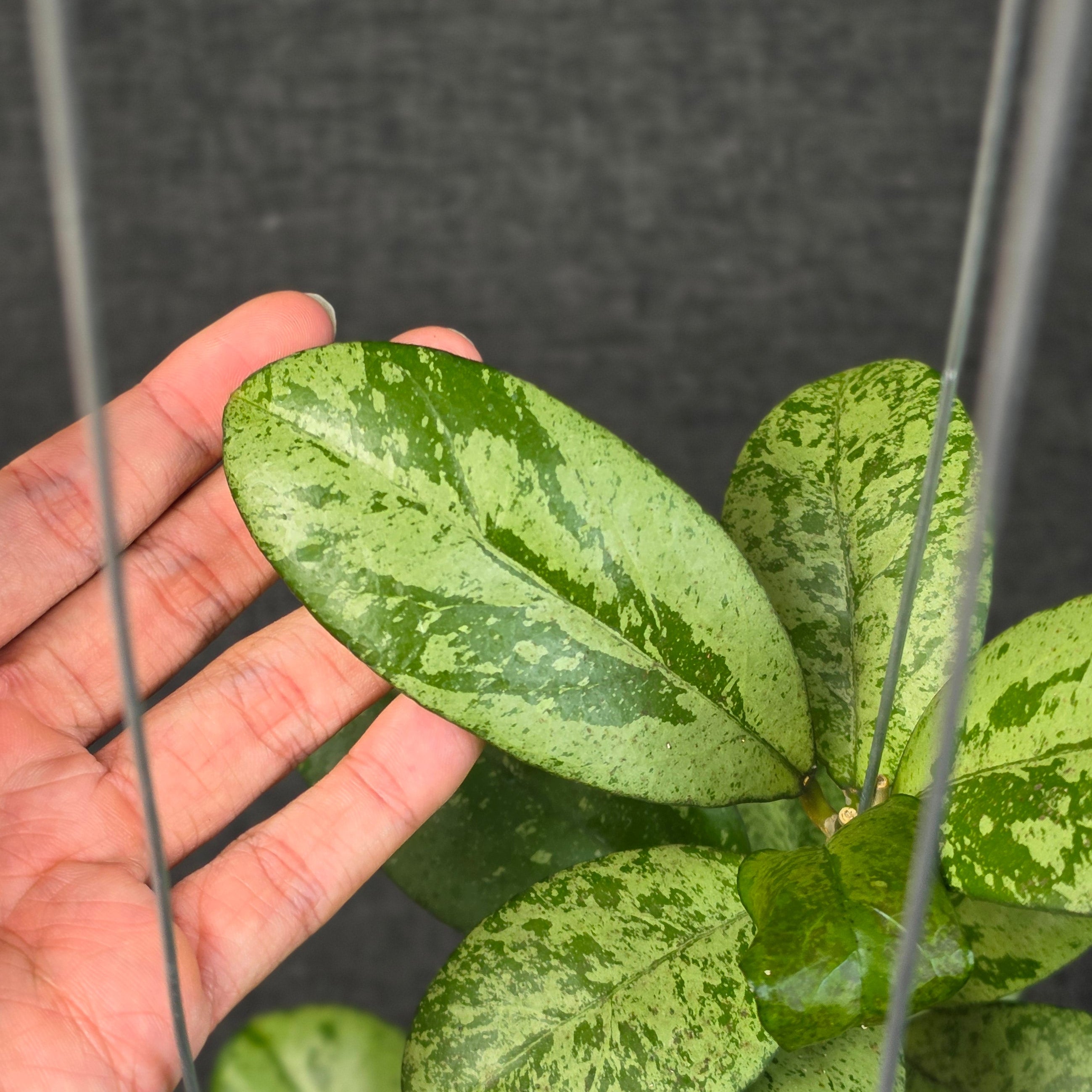 Hoya meena 'Silver'