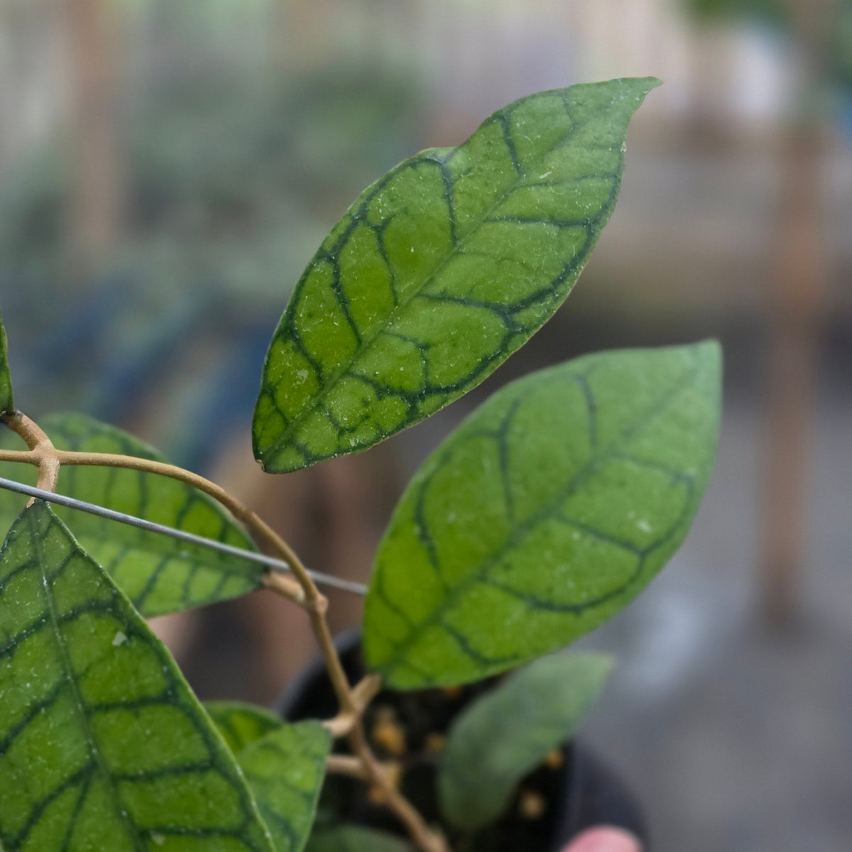 Hoya callistophylla chiquita