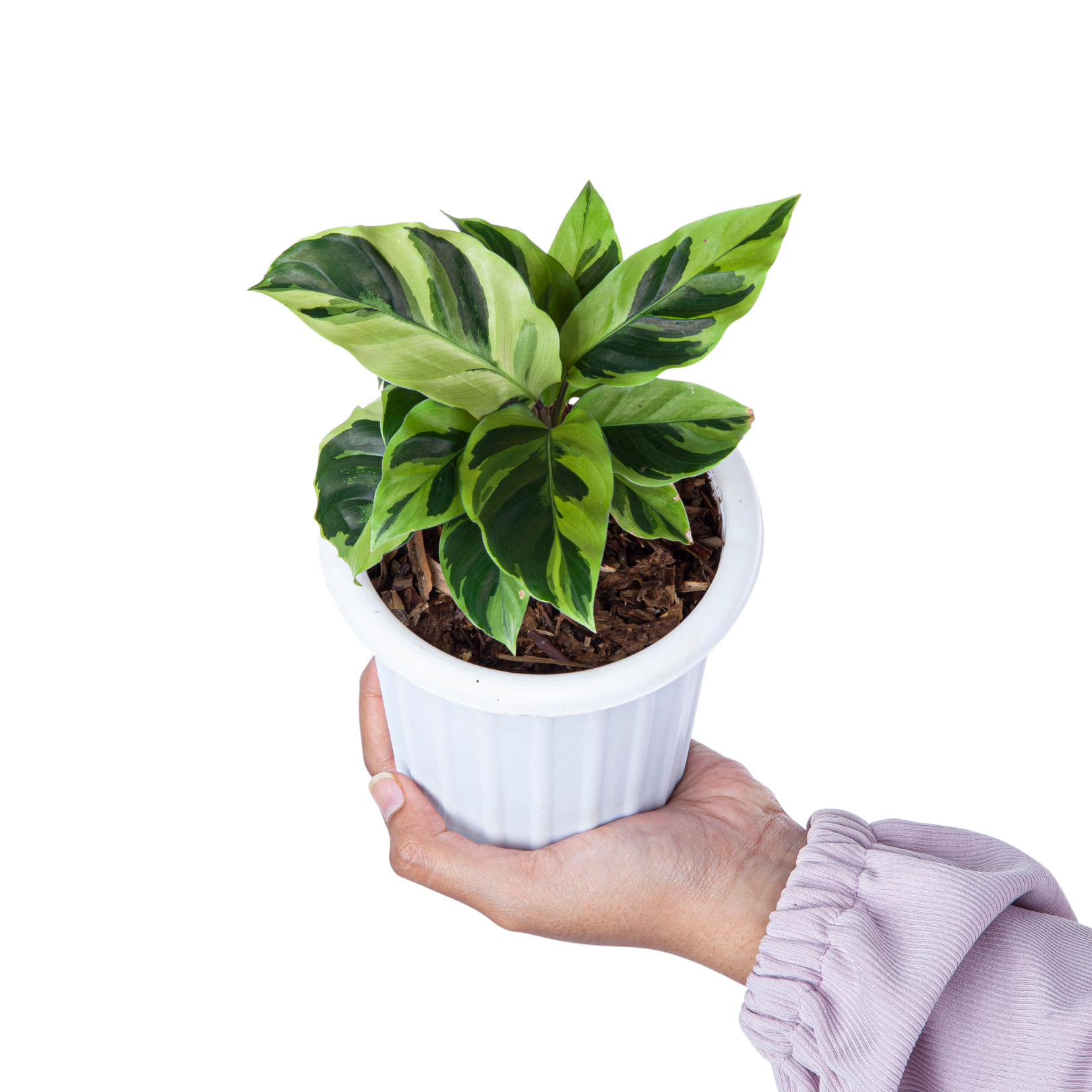 Calathea Yellow Fusion
