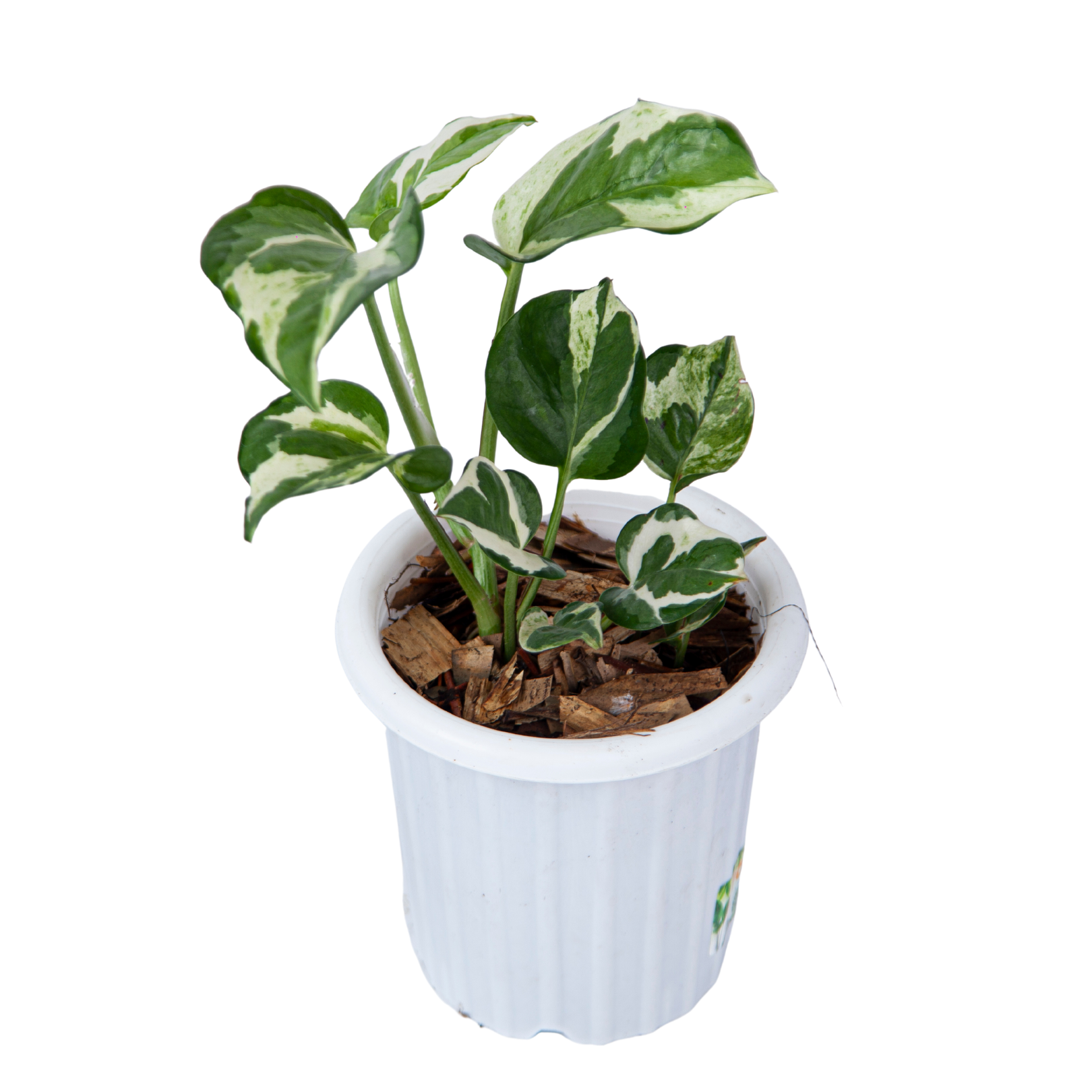 Epipremnum Aureum Snow Queen