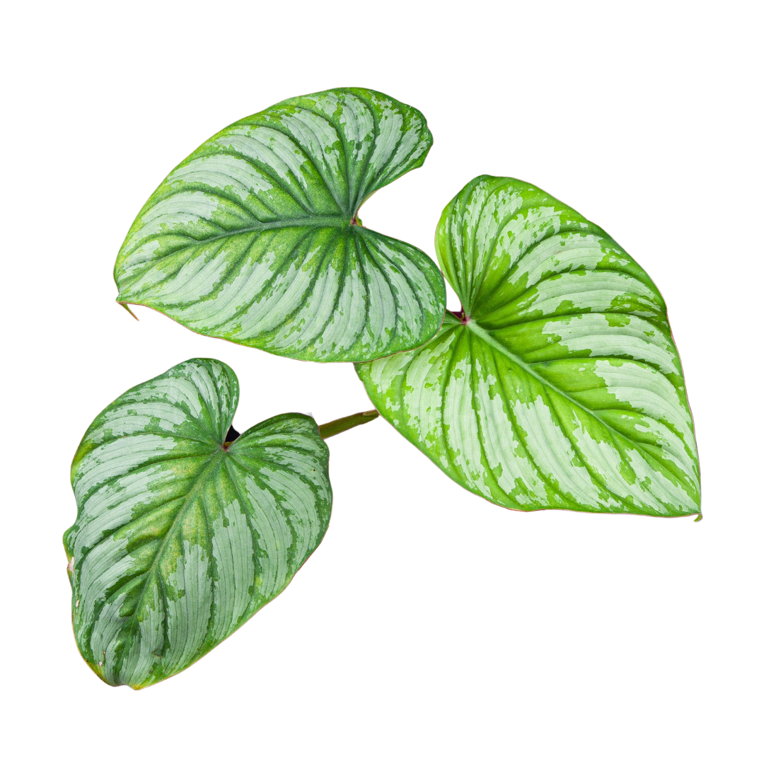 Philodendron Mamei (Silver Cloud)