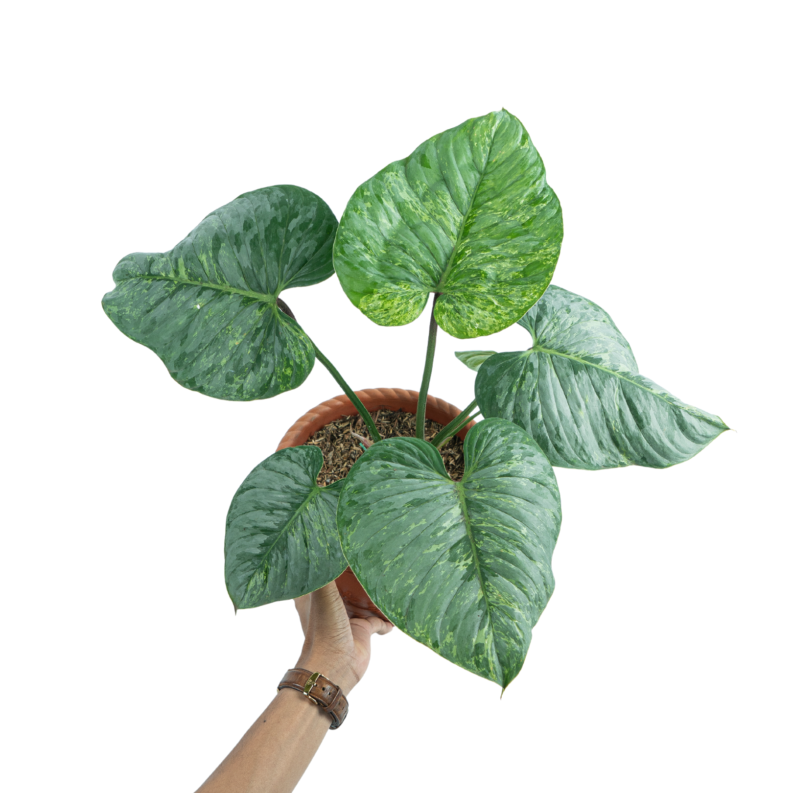 Philodendron sodiroi