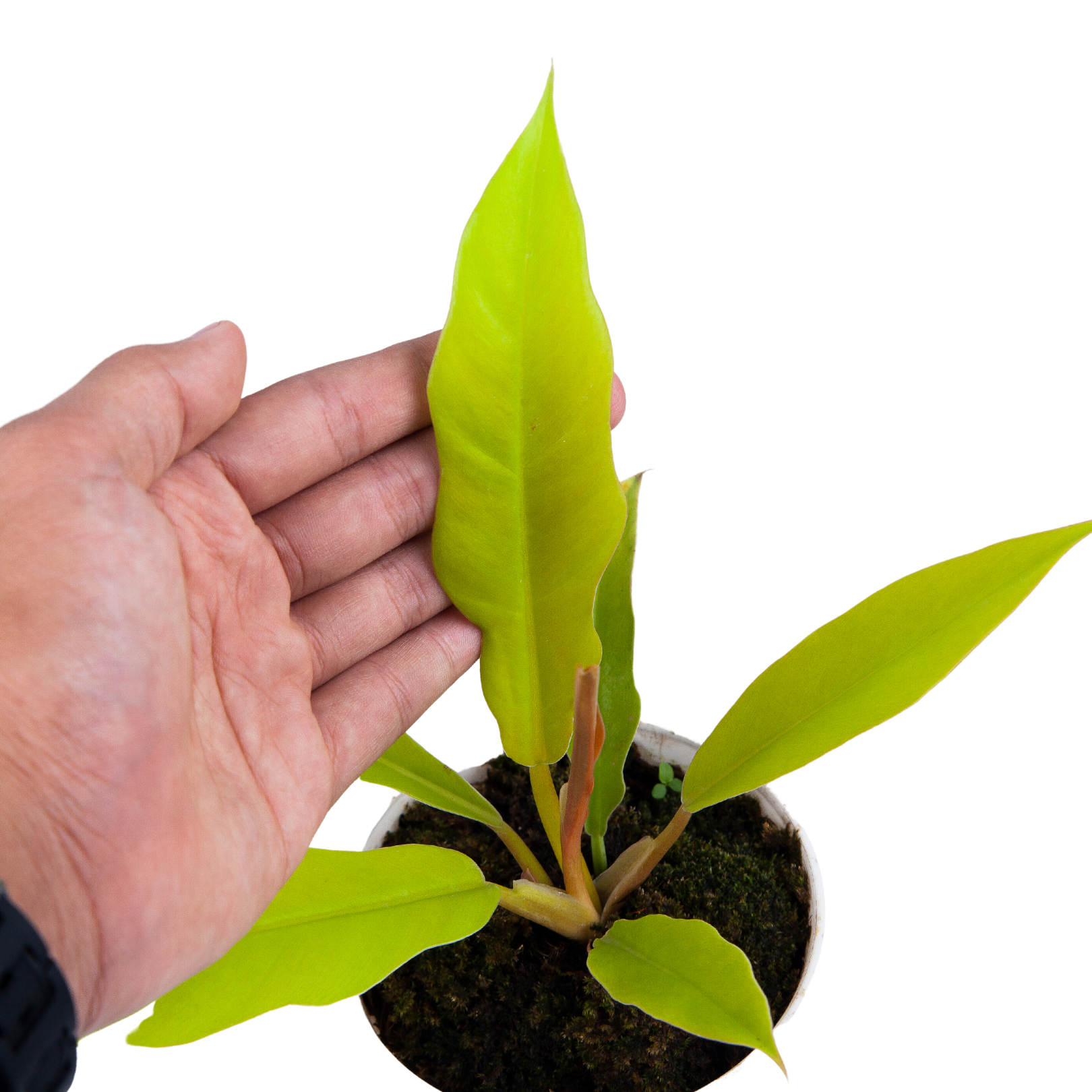 Philodendron Crocodile Golden